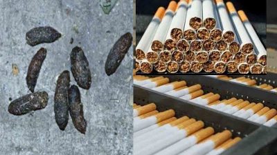 সিগারেট তৈরির একটি মূল উপাদান ইঁদুরের বিষ্ঠা!