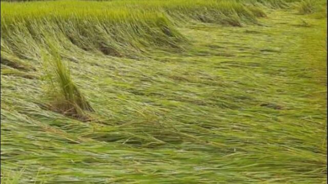 নরসিংদীতে সিত্রাংয়ের প্রভাবে রোপা-আমনসহ বিভিন্ন ফসলের ব‍্যাপক ক্ষয়ক্ষতি